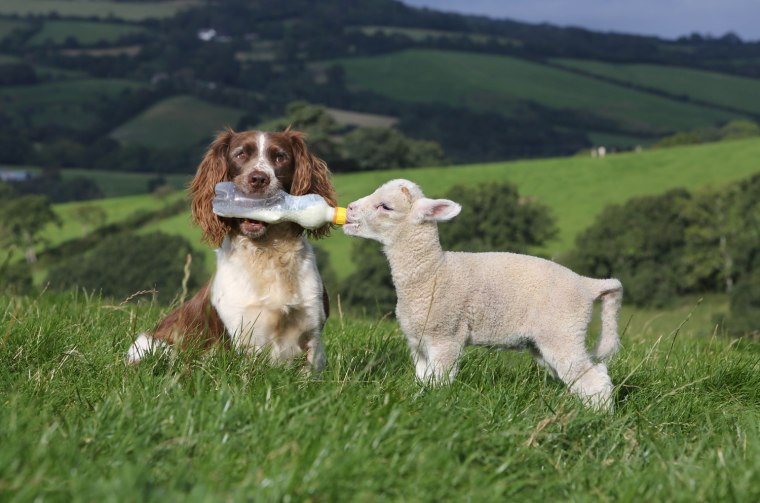 English Springer Spaniel Jess feeds orphaned lamb Shaun on a farm in Devon, England.