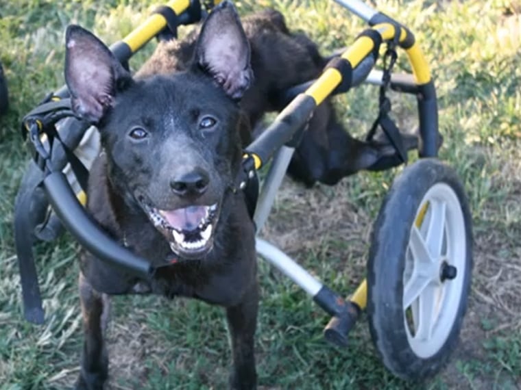 Batman can pretty much do anything other dogs can do, with his two-wheeled 'Batmobile.'