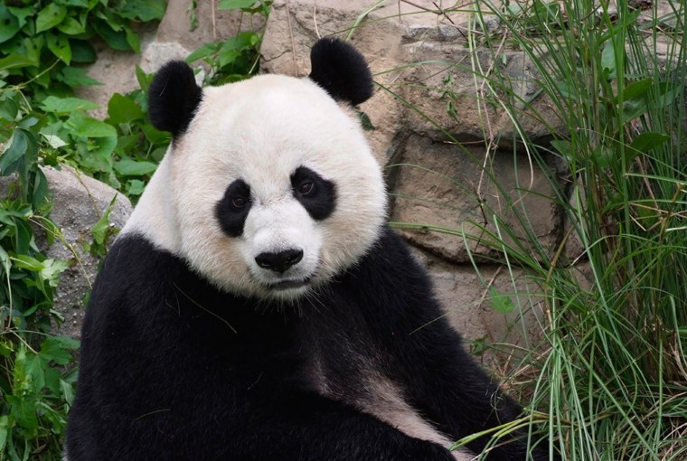 Mei Xiang, the mother of the baby panda who died Sunday.