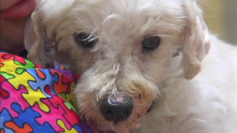 A 15-year-old white poodle named Shorty was separated from his original owners in Louisiana in the aftermath of Hurricane Katrina.