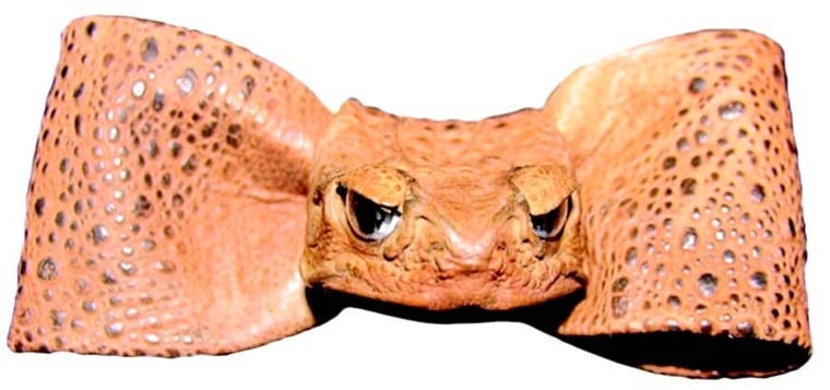 How would you like a tie made from the skin of a cane toad as souvenir?