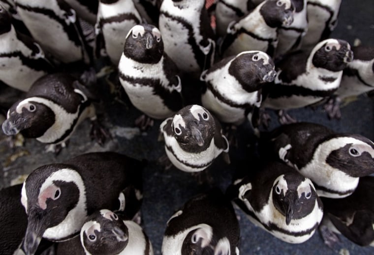 African penguins gather to keep warm as others are fed sardines by staff at the South African Foundation for the Conservation of Coastal Birds on Sept. 20.