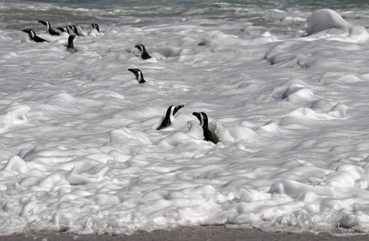 Penguins swim in the ocean after their release by workers from the South African Foundation for the Conservation of Coastal Birds, SANCCOB, on the outskirts of the city of Cape Town, South Africa, Sept 25.