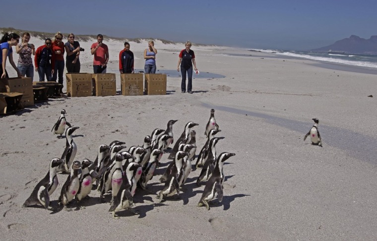 Penguins walk to the ocean with Table Mountain, as backdrop right, during their release by workers from the South African Foundation for the Conservation of Coastal Birds, SANCCOB, on the outskirts of the city of Cape Town, South Africa, Sept 25.