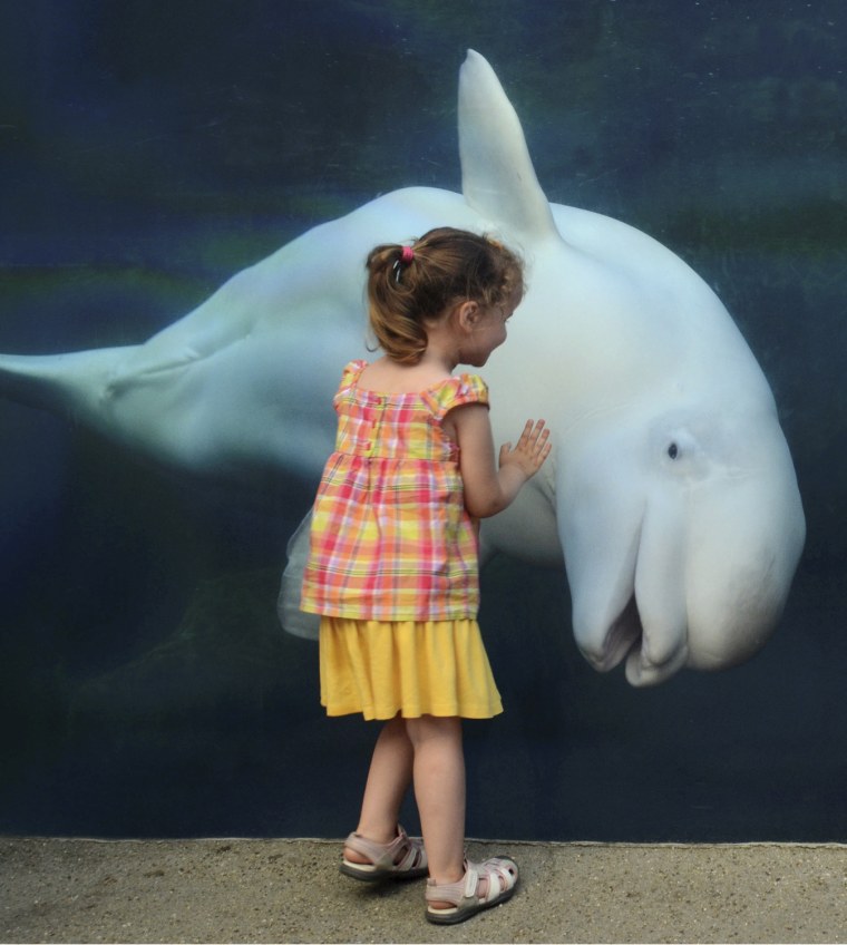 Peekaboo: Veronica Antov and her parents are sure to remember their special encounter with Juno the whale for years to come.