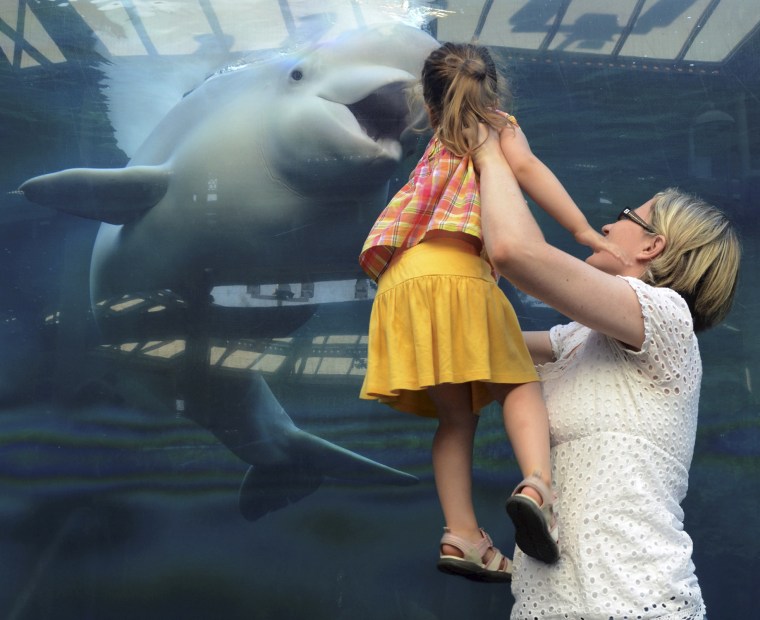 Mom, what are you doing?!? Veronica Antov's mother, Magda, gives Juno the beluga whale a thorough assessment of her daughter.