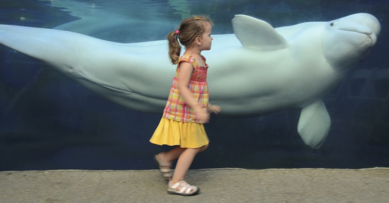 Juno is one of four beluga whales who call Mystic Aquarium home. He arrived there in early 2010 on a breeding loan from SeaWorld Orlando.