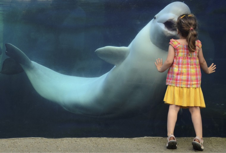 Well, hello! Little Veronica and Juno the whale couldn't get enough of each other at the Mystic Aquarium.
