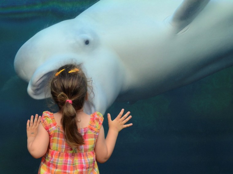 Snack time? Juno the beluga whale says a very unique hello to 3-year-old Veronica Antov at the Mystic Aquarium in Connecticut.