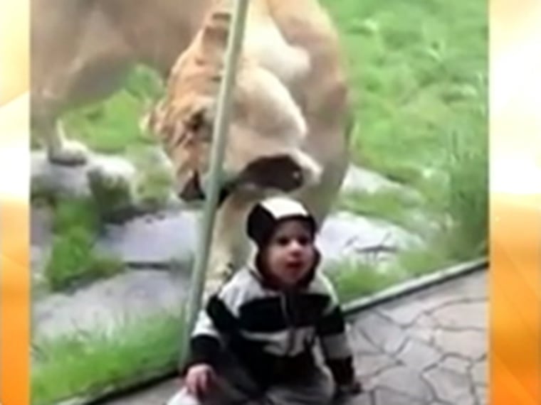 What is it with captive wild animals trying to eat the kids who visit them? Earlier this year, this lioness in Oregon became quite fixated on a baby boy named Jack who sat just outside a protective glass barrier.