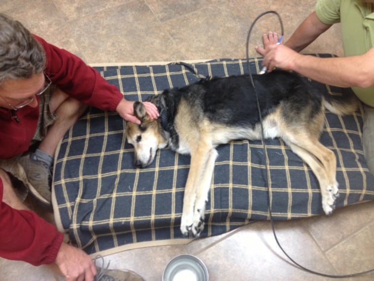 Donations from strangers online have allowed John Unger's dog, Schoep, to receive laser treatment for his arthritic condition.
