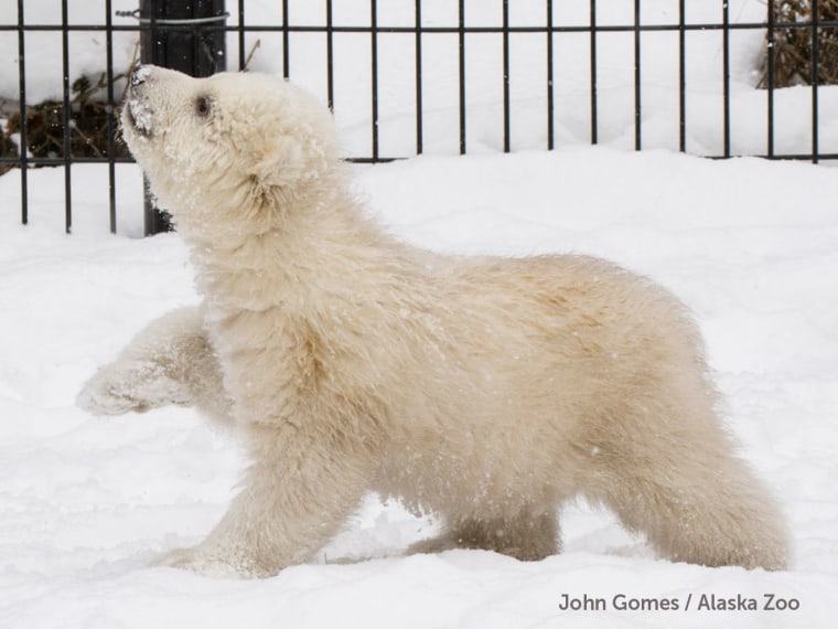 Who's cuter: An orphaned polar bear cub or a baby koala?