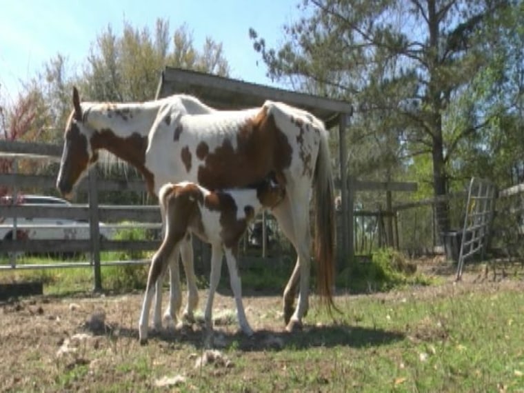 Rare twin horses born on Easter morning