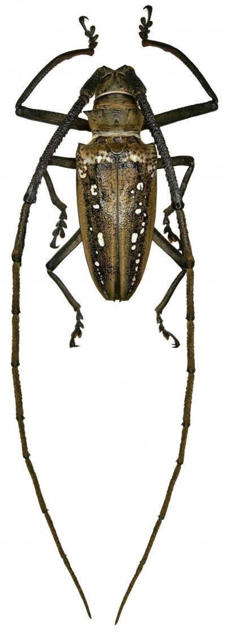 This is an image of Batocera wallacei Thomson, 1858 from Australasia, which belongs to the genus Batocera Dejean, 1835.