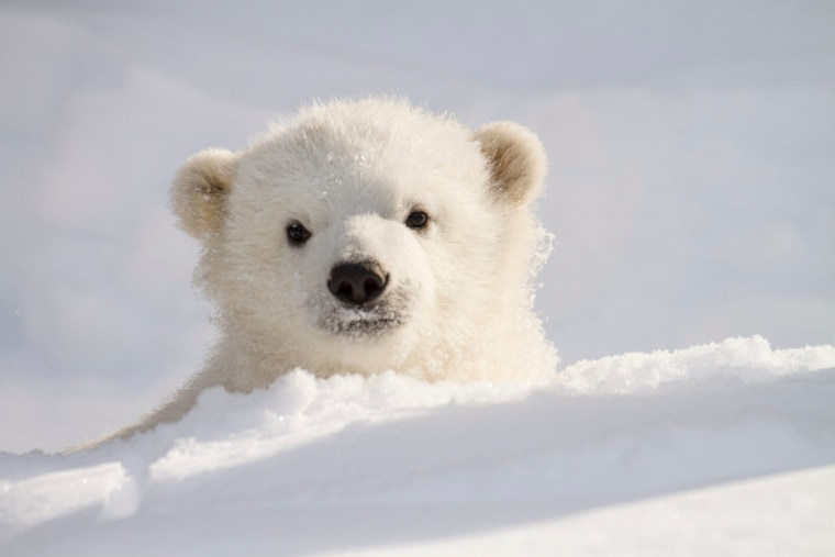 Kali, polar bear