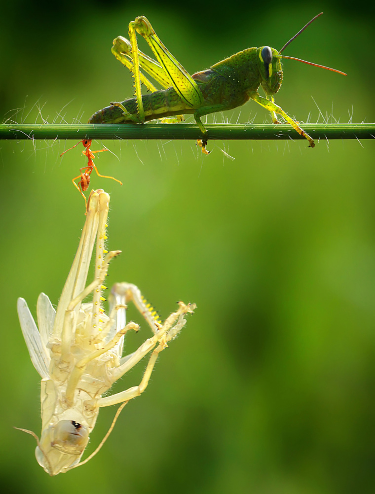 How the colourful koppie foam grasshopper sheds its skin – letting nature  back in