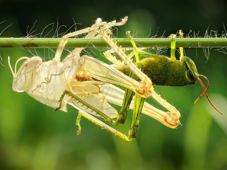 Grasshopper emerges from its old skin.