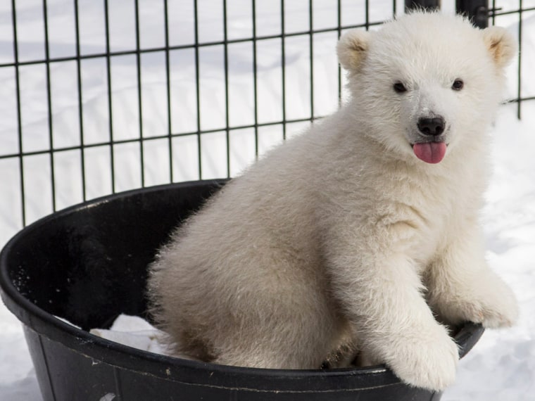 Earth Day 2022: Save polar bears by protecting mothers and cubs