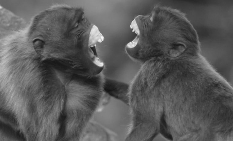 Just like humans and apes, geladas mimic each other's facial expressions to show an emotional connection.
