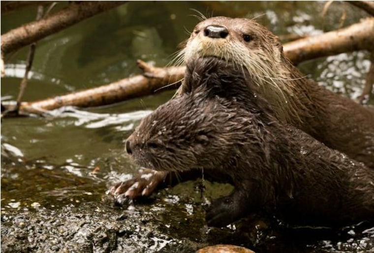 Mom Tilly gives 2-month-old Molalla a swimming lesson.