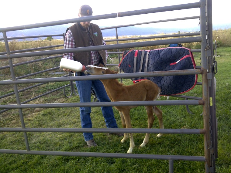 Jazz, a wild horse adopted by a family after a Bureau of Land Management roundup.