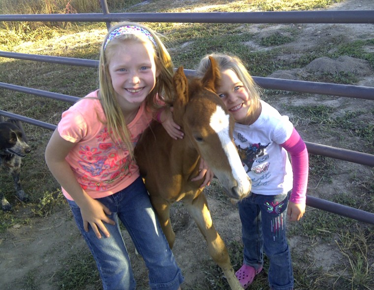 Jazz, a wild horse adopted by a family after a Bureau of Land Management roundup.