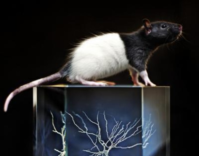 By using tiny biological light switches, scientists have identified the network of cells that fire as rats navigate a maze for treats.