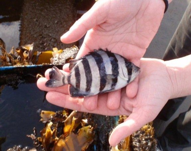 A small fish found aboard a boat that washed ashore in Washington state on March 22, 2013. The boat was a Japanese skiff that may have been set loose by the 2011 Japan tsunami.
