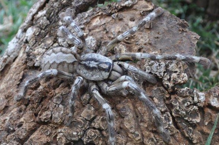 Meet Poecilotheria rajaei, a huge, rare tarantula species found crawling around Sri Lanka.