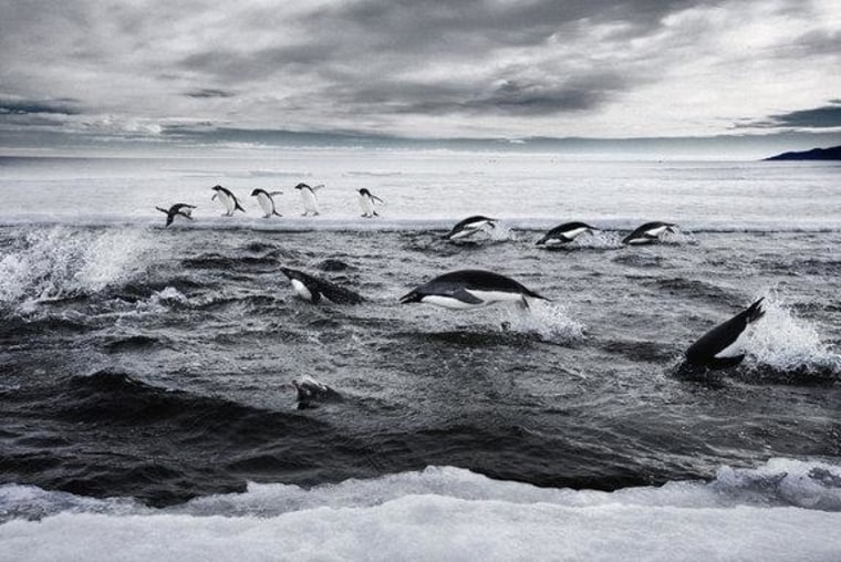 Adelie penguins play around in Antarctica's Ross Sea.