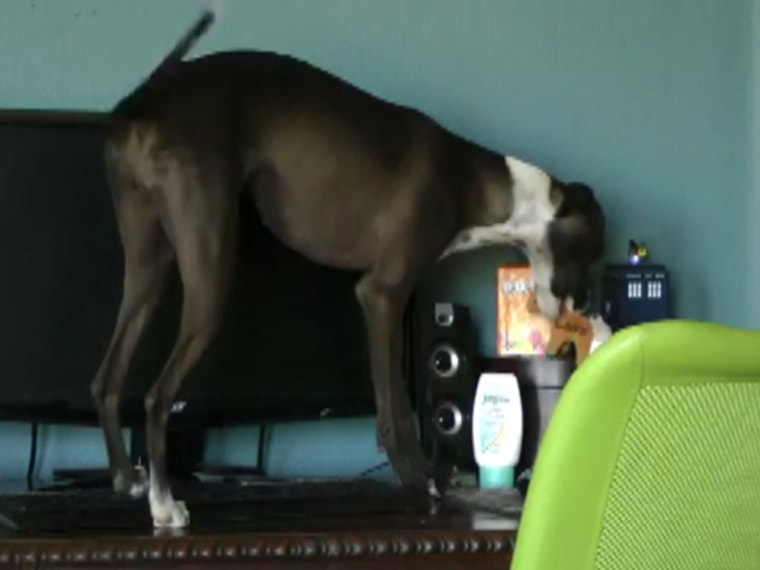 Canine klepto caught on camera goes viral.