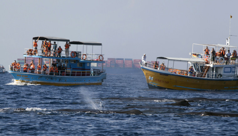 Tourist boats, carrying whale watchers, surround a pod of resting sperm whales in the Indian ocean off the coast of southern Sri Lanka.