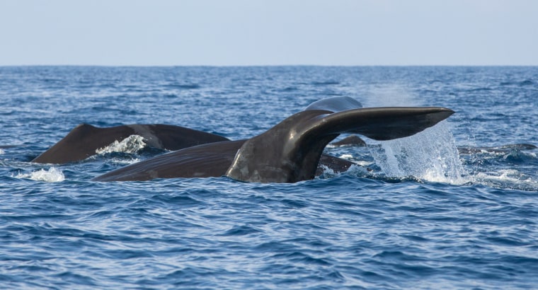 The fluke of a sperm whale sticks out of the sea as it dives among other resting whales off the coast of Mirissa, Sri Lanka.
