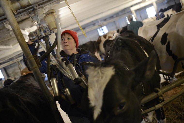 Carol French milks a cow at her dairy farm in Sheshequin Township, Penn., on April 5.