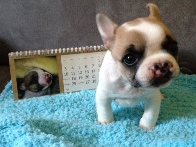 The French Bulldog Rescue Network is also amazed by the attention Lentil is getting. FBRN President Joan Cleveland said Lentil “is a very special little puppy whose beauty is in his imperfection and indomitable will to survive.”