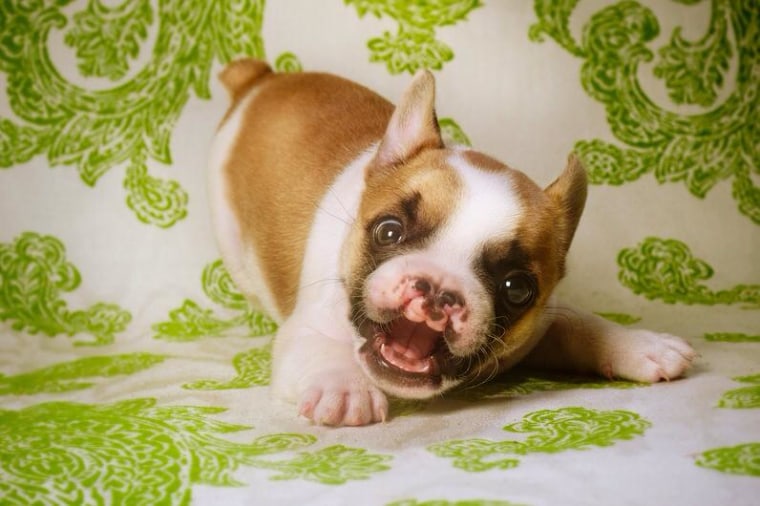 Let’s play! Lentil doesn’t let his health problems get in the way of being a lively puppy.