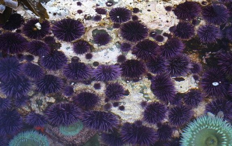 Purple urchins have been shown to adapt rather quickly to caustic ocean conditions.