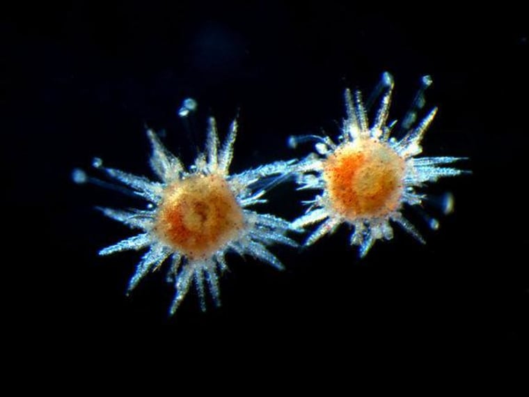 Beautiful urchin metamorphs.