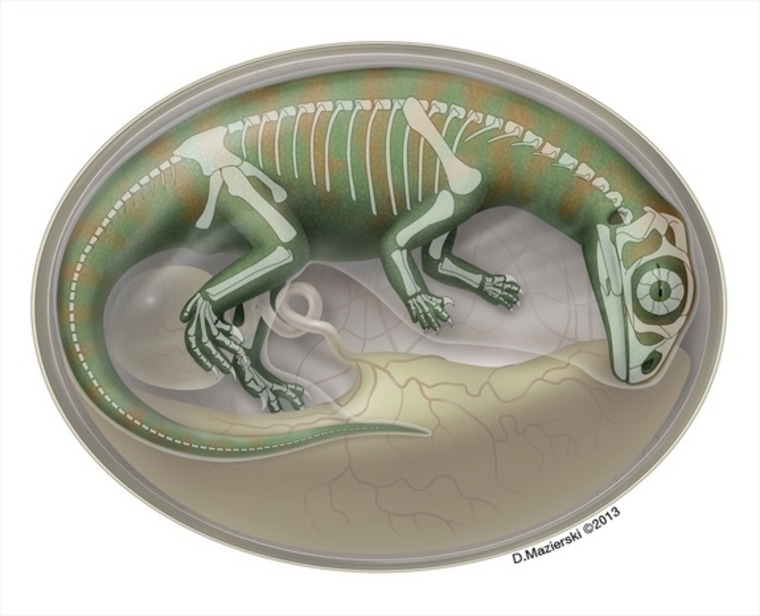 An artist's impression of an embryonic Lufengosaurus, showing the dinosaur's growing skeleton.