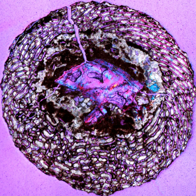 A cross-section of an embryonic dinosaur femur found in Yunnan, China. The honeycomb-like area is bone tissue with large spaces for blood vessels, indicating rapid growth of the bone.