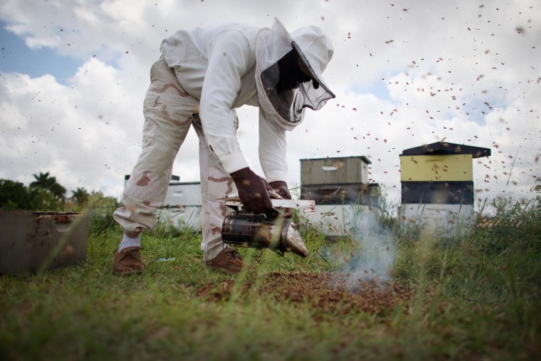 Colorado beekeepers hope to turn trend of die-offs locally