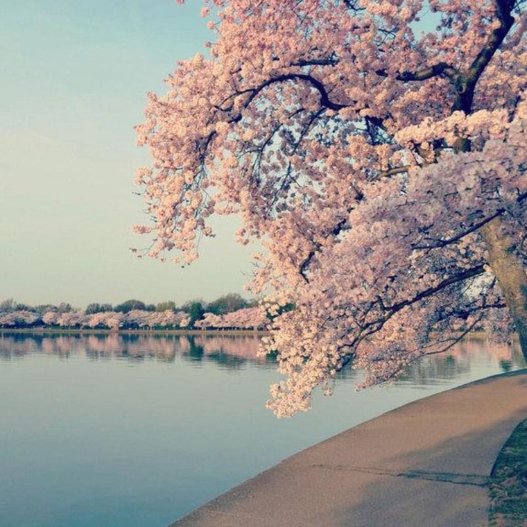 The cherry trees around the National Mall of Washington, D.C., in peak bloom.