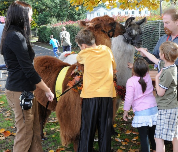 Gentle Giants: Llamas used as therapy animals, to foster teamwork