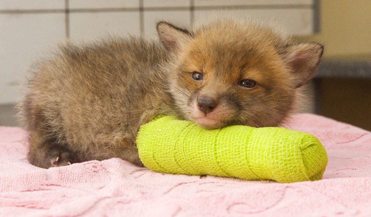 Image: Fox cub in a cast