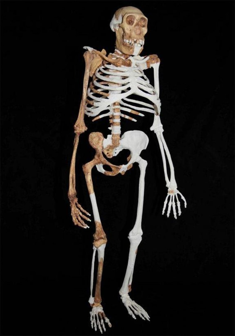 Here a composite reconstruction of Au. sediba, which may be humanity's closest relative. The reconstruction is based on material from a younger male skeleton (MH1), a female skeleton (MH2) and an adult (MH4), and based upon the research