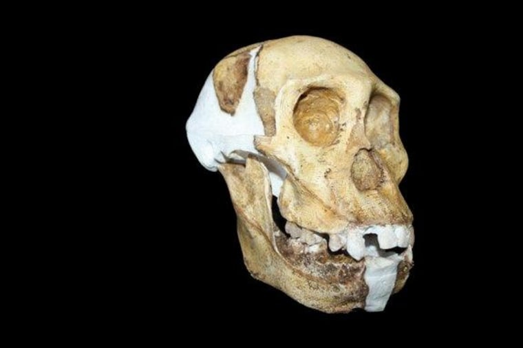 A team of scientists have completed the most detailed investigation of the anatomy of what may be the immediate ancestor of the human lineage, called Australopithecus sediba, shedding light on secrets about how it might have behaved.