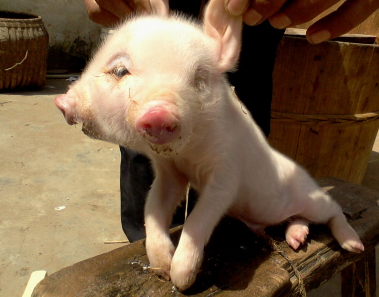 This picture taken on April 10, 2013 shows a newly born two-headed pig in a village in Jiujiang, east China's Jiangxi province.