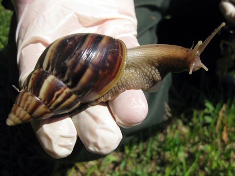 A Giant African land snail is seen in this handout picture from the Florida Department of Agriculture Division of Plant Industry taken in September 2011.