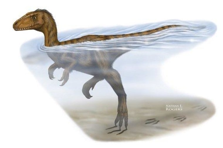 Researchers suspect the swimming dinosaur could have been an early tyrannosaur or a Sinocalliopteryx, predators known to have roamed this prehistoric landscape in China.