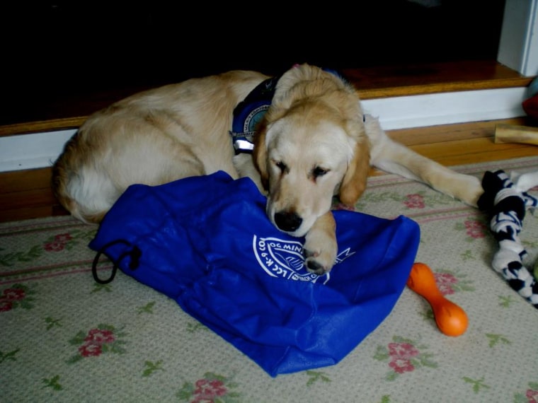 Golden retriever Isaiah waits to board his plane to Boston.